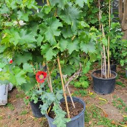 Huge Red Grape Tree