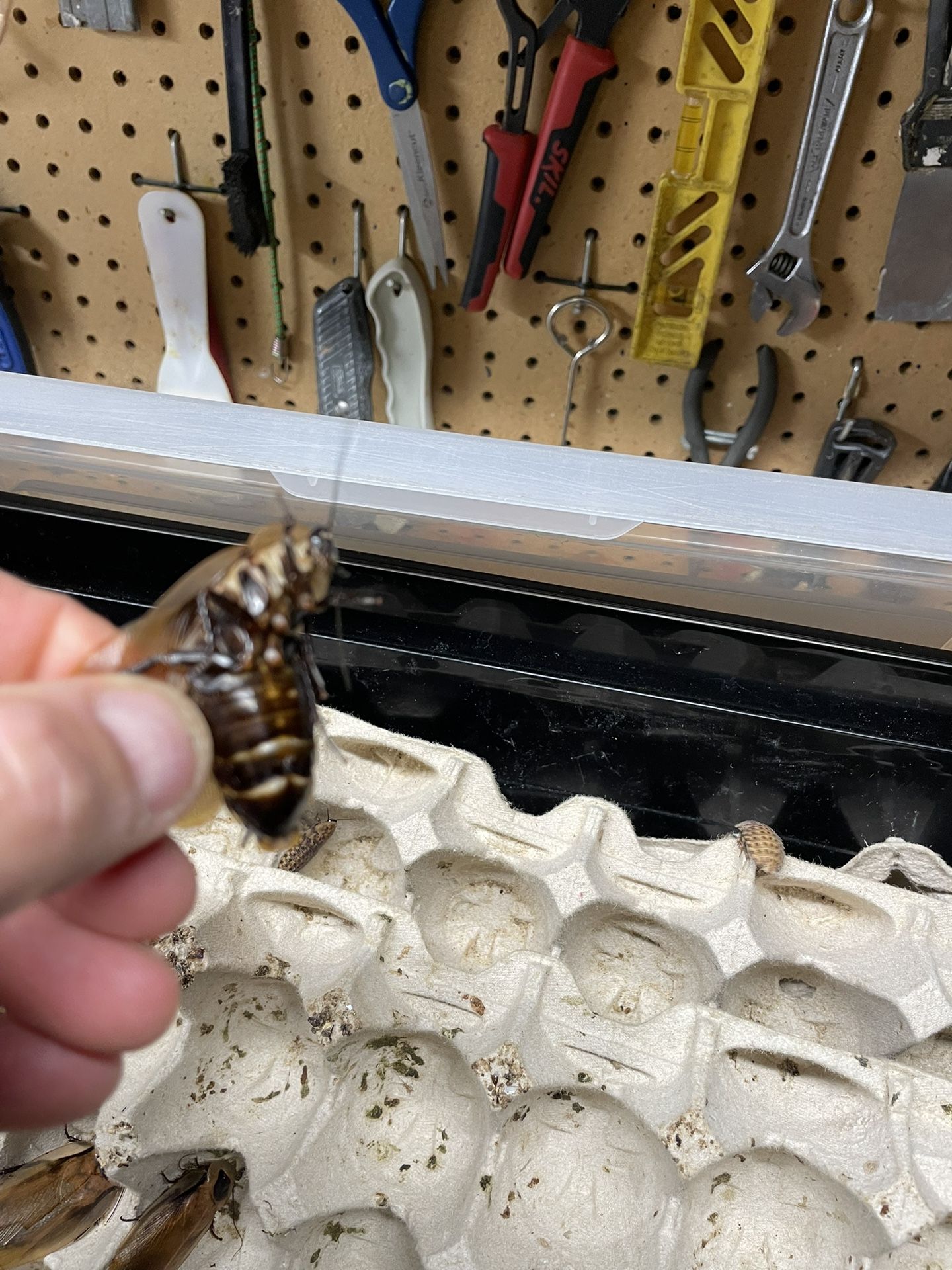 Discold Roach Colony
