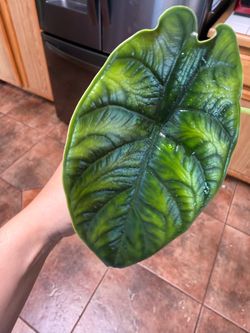 Alocasia green unicorn* CORMS