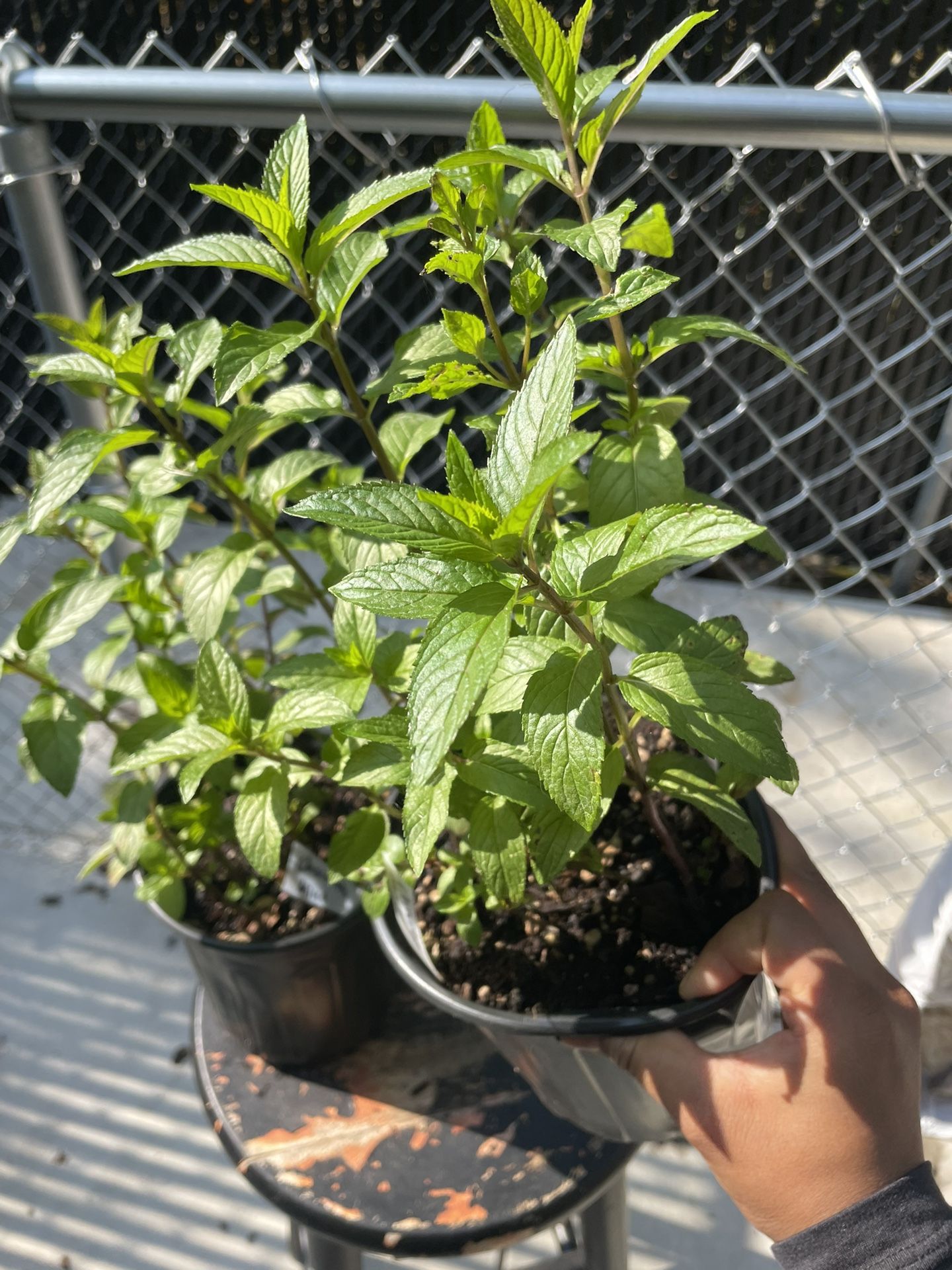 Chocolate Mint Herb Plant $5each 