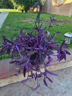 Hanging Purple Heart