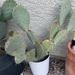 Paddle Cactus