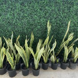 Snake Plants  