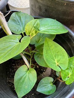 Betel leaves plant (paan) plant