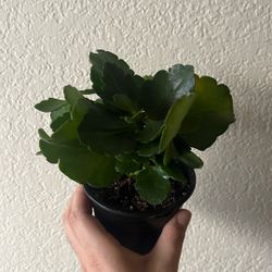 Kalanchoe Plant 