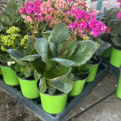 Calanchoe Planta 
