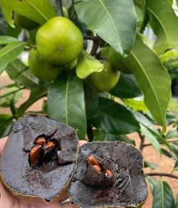 Baby black sapote trees 😃🌿🌿🌿🌿