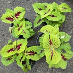 Kong Lime Sprite Coleus Live Plant $8