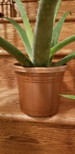 Aloe vera Healthy and best air purifying house plant in the new pot