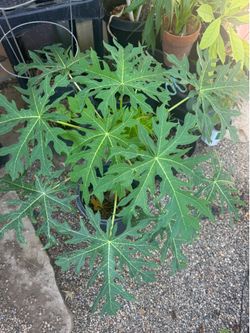 sweet papaya tree