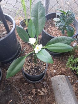 Plumeria plant