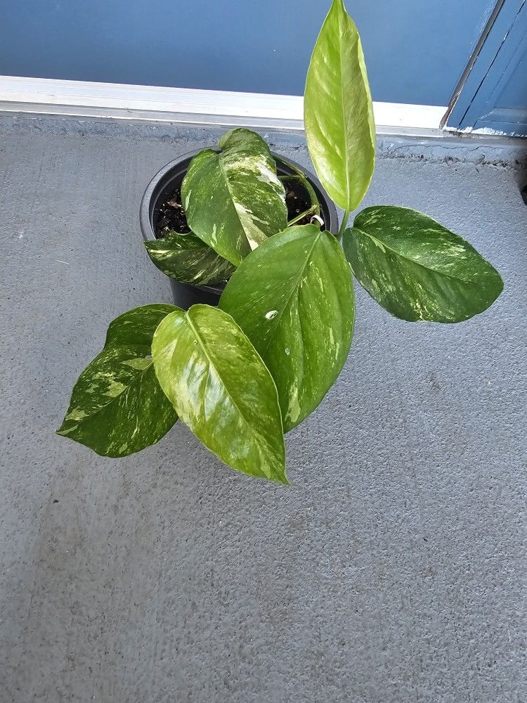Epipremnum pinnatum Albo (variegated pothos)
