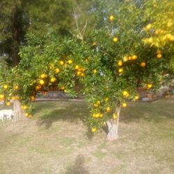 Oranges And Lemons