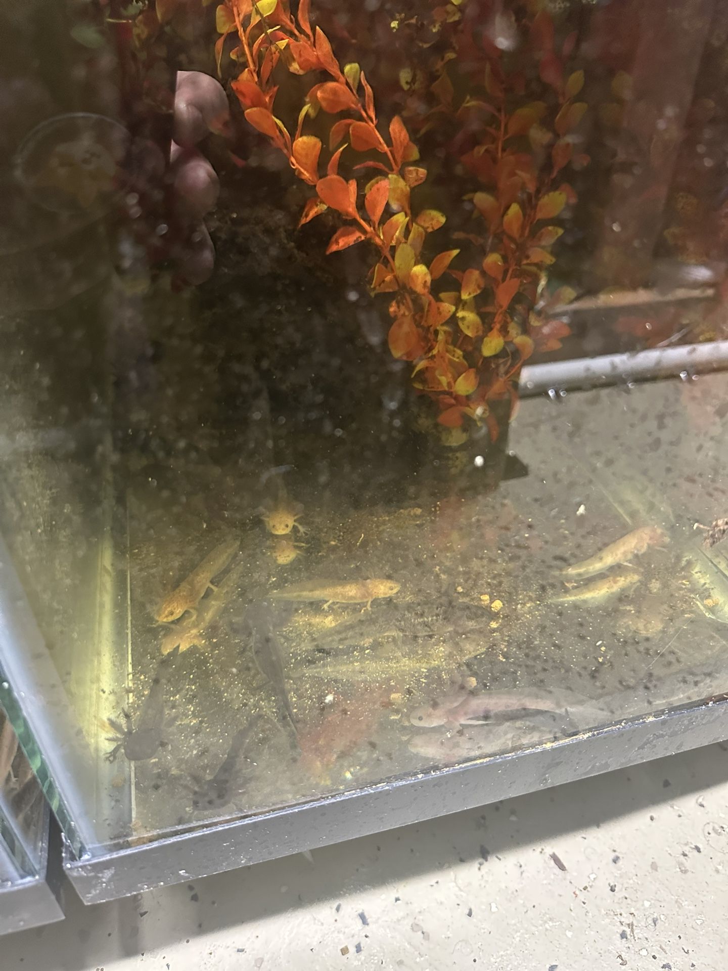 Aquarium