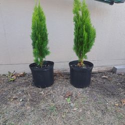 Bushes Trees It's Available. 