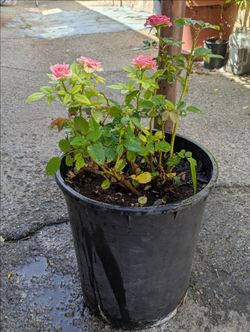 Pink Rose Bush in Black Nursery Pot