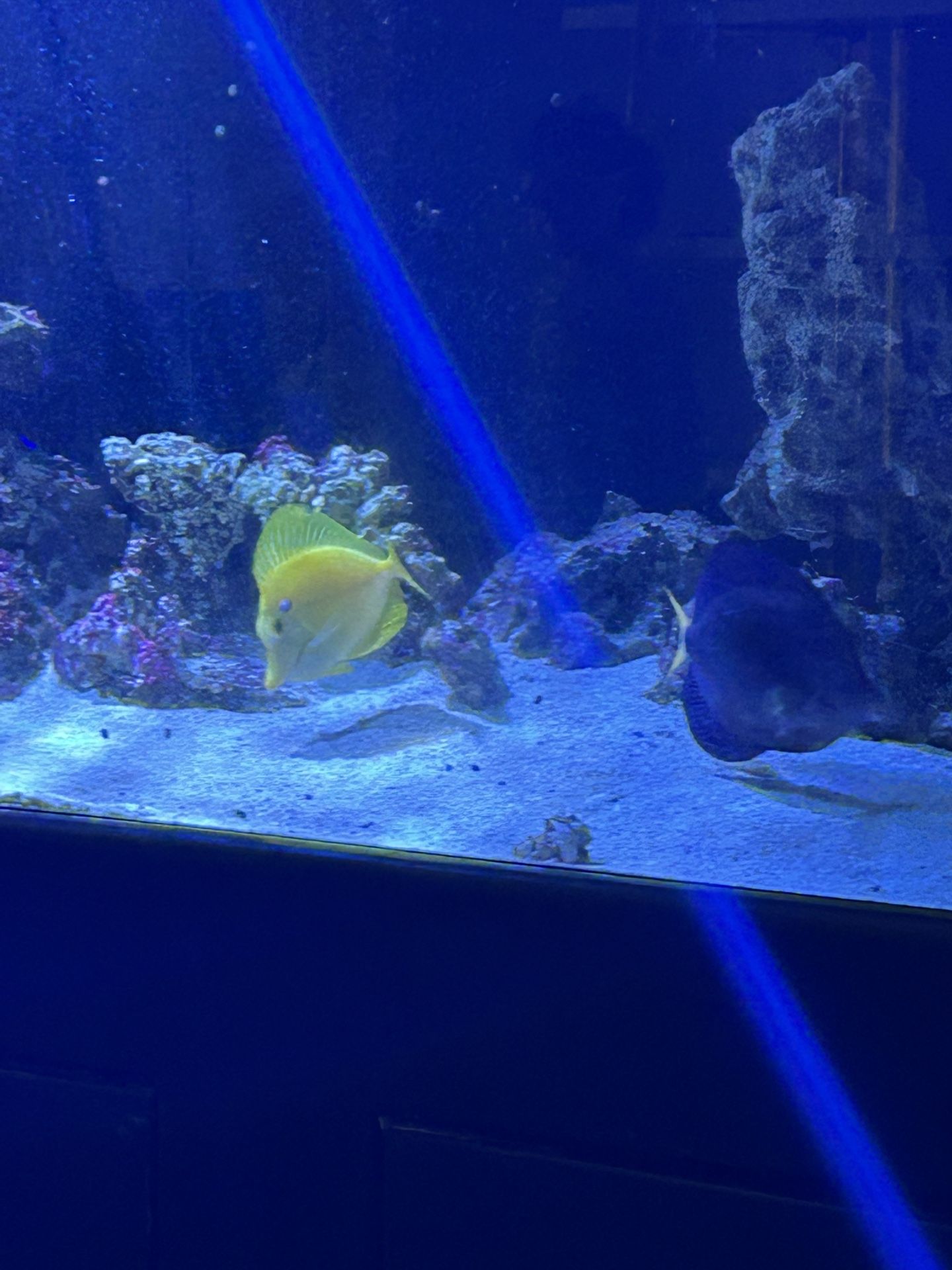 Fish Tank