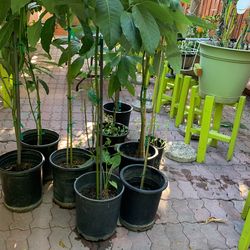 Avocado Trees  5/12 Feet Tall One Per Por $35 