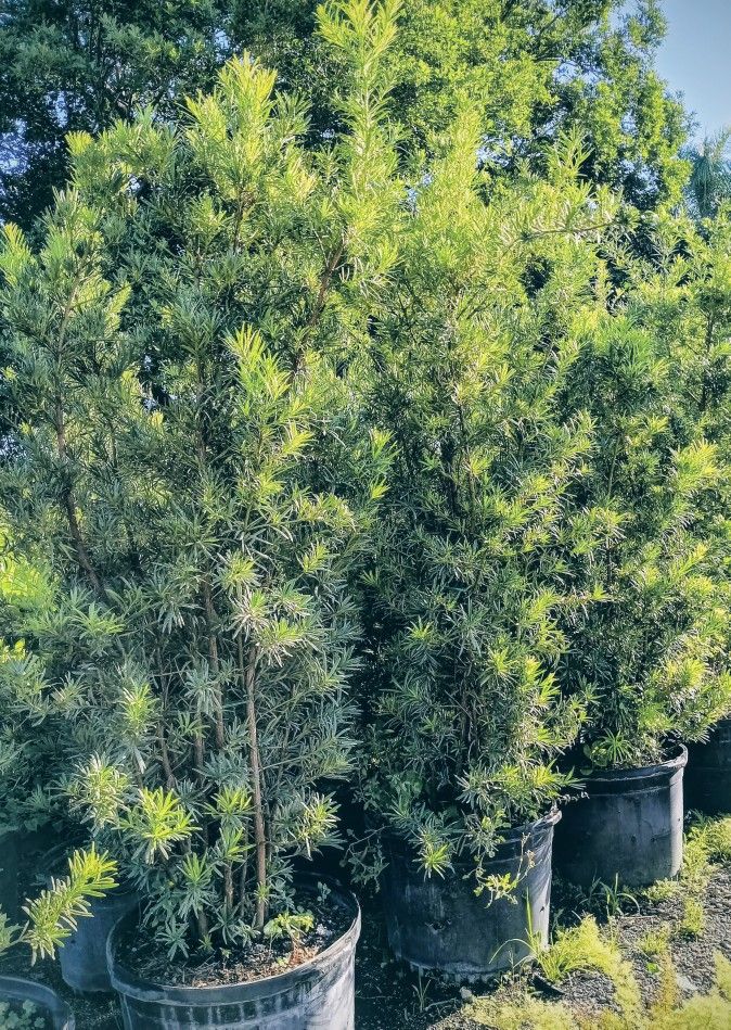 Podocarpus Privacy Hedge Plants 25gl 7-7.5ft $95🏡🏡