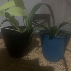 Couple!   Plants for indoor!     Please!