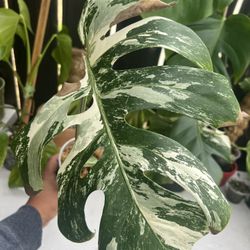 Monstera Albo Cutting G
