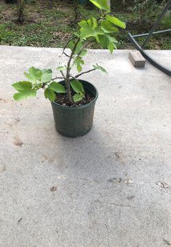 Fig plant