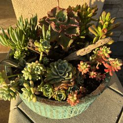 Succulent arrangement