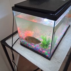 Oscar An Fish Tank 