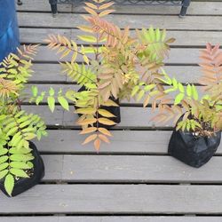 False Spiraea (Sorbaria sorbifolia) perennial