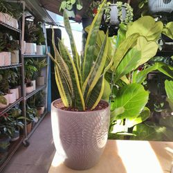 Snake Plant 