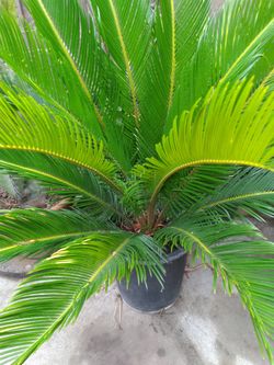 Zago Palm