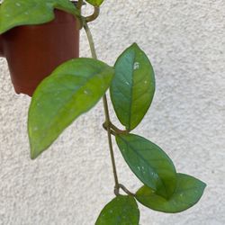 Beautiful Hoya Carnosa Plant 
