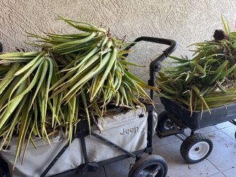 Free Aloe Vera