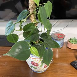 Pothos Plant 