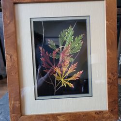 Booker Morey Leaf Lines