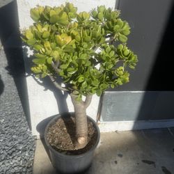 Jade Plant