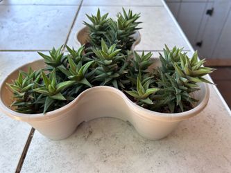 Succulent plant