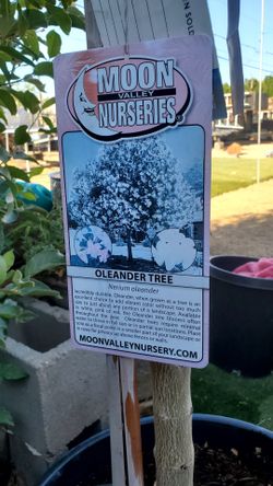 Oleander Tree