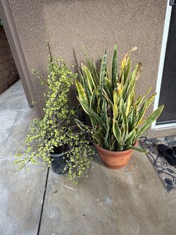 Large Snake Plant in Terra Cotta Pot