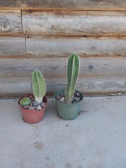 Cactus