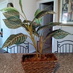 Decorative, Artificial, Plant, Plants 