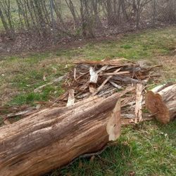 Cut CEDAR TREE FOR FIREWOOD ....NEED GONE ASAP