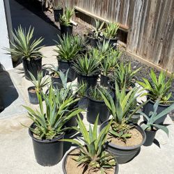 Different Types Of Plants 