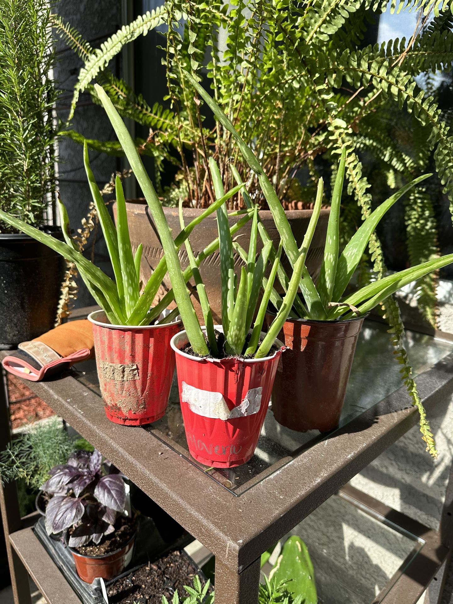 3 Aloevera Plants