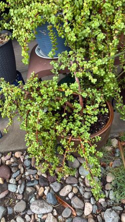 Planta