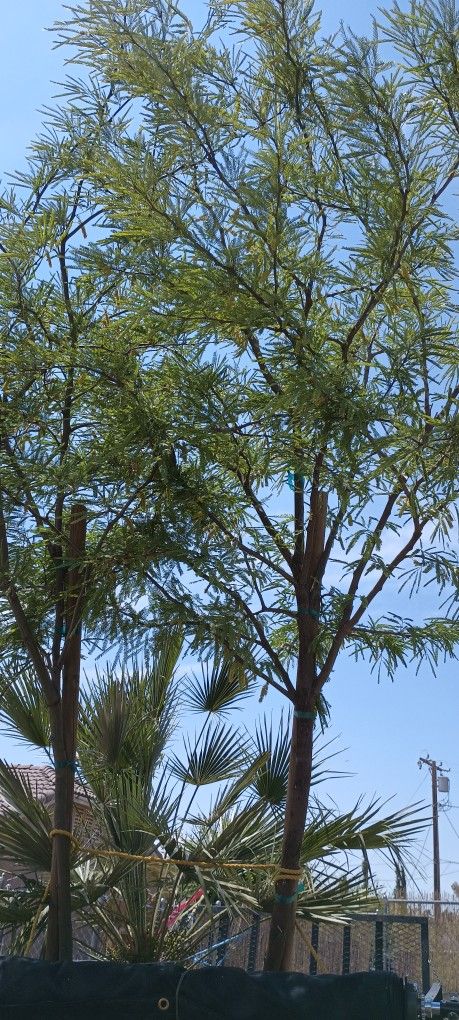 Mesquites Tree.