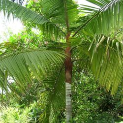 Teddy Bear Palm Tree (Dypsis leptocheilos )