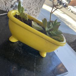 Yellow Bathtub Arrangement of Succulent (Jade) and Cactus 