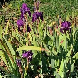 Set of 3 Small purple Iris plants 