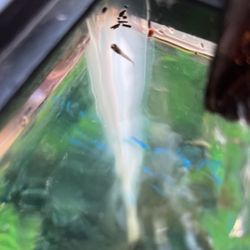 Fish Tank Accessories    $4each Need Gone Asap Can Sell Cheaper